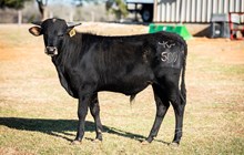 Misty Rio x KDK Thor bull