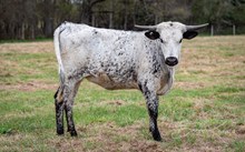 CK I Bee Shy x KDK Thor heifer