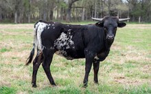 CK What's the Buzz x KDK Thor heifer