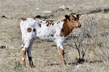 KDK THOR'S HENRIETTA