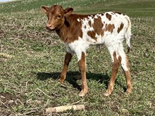 Buzz Cut Thor heifer 