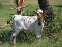 Paisley's heifer calf