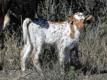 KDK THOR'S TATIANA 528